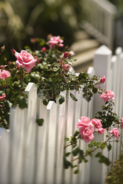 玫瑰在篱笆上生长院子旅行照片假期植物花园栅栏粉红玫瑰图片