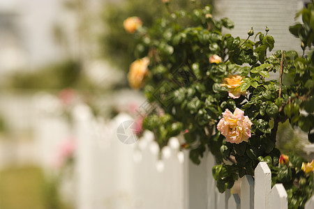 用玫瑰灌木来挑篱笆院子花园照片旅行假期水平栅栏黄玫瑰图片