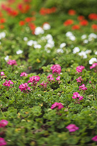 花照片选择性植物花朵焦点花园园艺图片