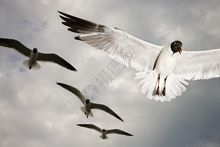 正在飞行的海鸥支撑动物航班鸟类海滩海岸照片图片