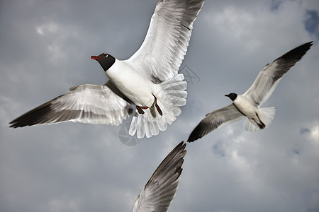 正在飞行的海鸥航班动物支撑鸟类海滩照片海岸图片