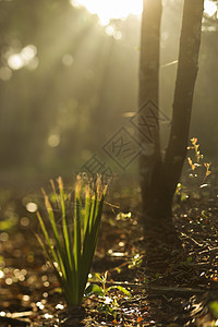 森林里的光线环境树木生长太阳光照片阳光梦幻太阳植物图片