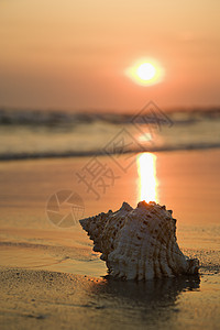 海滩上被密封了海岸海浪支撑照片假期日落贝壳海景海洋静物图片