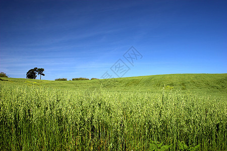 绿色实地景观地平线农田国家农村蓝色天气天堂高尔夫球季节植物群图片