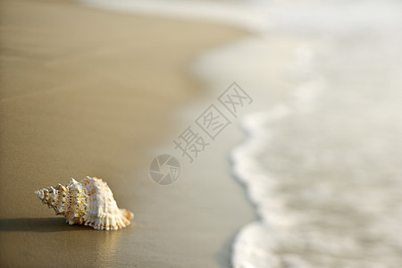 沙滩上的海螺壳海岸旅行照片选择性海洋支撑焦点贝壳水平假期图片