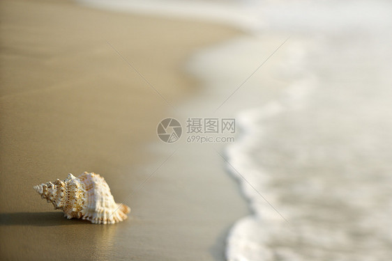 沙滩上的海螺壳海岸旅行照片选择性海洋支撑焦点贝壳水平假期图片