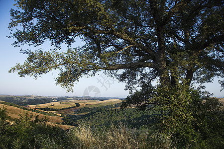 托斯卡纳 意大利风景空间农村橡木照片丘陵杂草假期乡村场地旅游图片