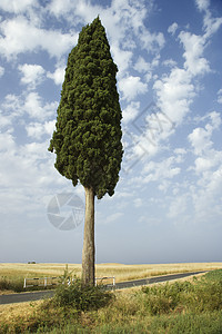 孤独的Cypress树图片