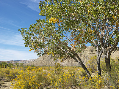 犹他州的棉花林峡谷环境风景野花旅行三叶照片旅游沙漠假期植被图片