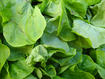 绿色沙拉节食营养健康饮食市场食物维生素蔬菜树叶图片