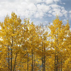 秋色的阿斯彭树旅行风景树林正方形假期自然界照片颜色季节黄色图片