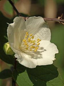 白色的花黄色植物群花朵雄蕊季节雌蕊植物学图片