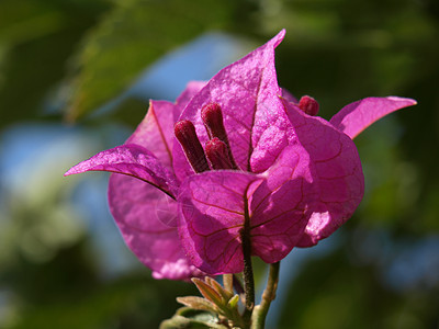 春花花花朵季节雌蕊紫色雄蕊植物群植物学图片