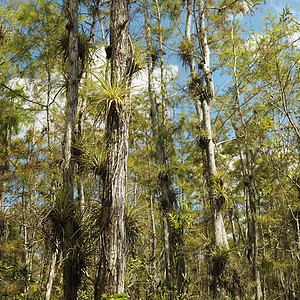 威特兰 佛罗里达州埃弗格拉德斯空气湿地沼泽树木风景亚热带旅行照片沼泽地植物群图片