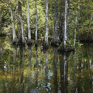 威特兰 佛罗里达州埃弗格拉德斯沼泽地旅行沼泽亚热带假期植物群柏树风景植物照片图片