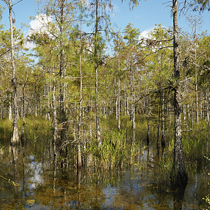威特兰 佛罗里达州埃弗格拉德斯照片假期柏树湿地风景沼泽地沼泽旅行树木水生植物图片