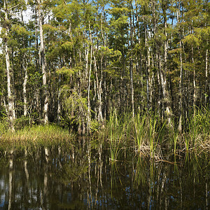 佛罗里达州艾佛莱德湿地旅行沼泽沼泽地风景亚热带水生植物照片植物群植物假期图片