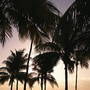 日落时棕榈树假期棕榈照片正方形海岸阳光沿海旅行热带状态图片