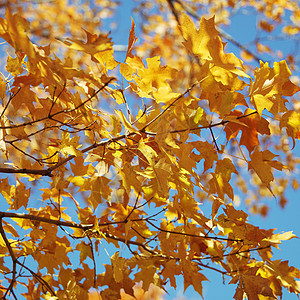 瀑布色的梅树枫树树叶照片地标叶子树木颜色正方形背景图片