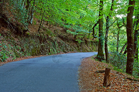 秋天多彩的景色与道路图片