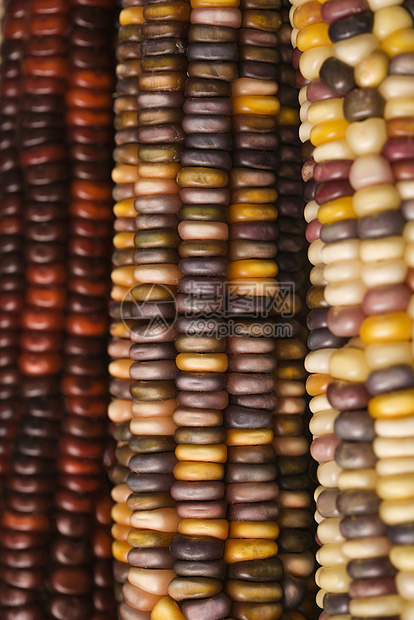 多色印度玉米赏金营养生产照片对象静物蔬菜食物农业彩色图片