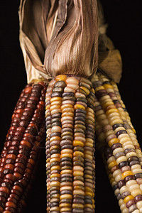 多色印度玉米赏金食物彩色静物生产农业照片棒子蔬菜营养图片
