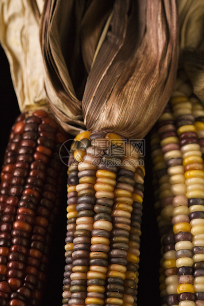 多色印度玉米生产蔬菜棒子农业静物照片对象营养彩色食物图片