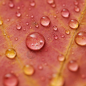 树叶矢量图绿叶特写珠子颜色选择性自然界树叶水滴树木叶子雨滴植物学背景