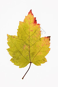 白色的绿叶对象静物照片树木树叶枫树植物学叶子自然界颜色图片