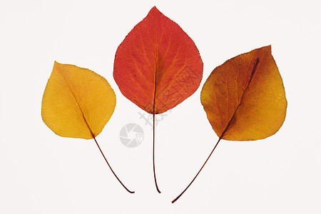 布拉德福德皮尔叶照片豆梨颜色树叶橙子自然界叶子植物学静物对象图片