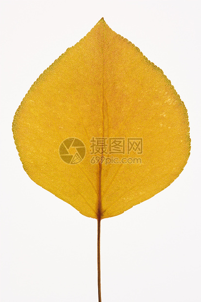 布拉德福德皮尔叶照片树叶颜色静物植物学对象黄色叶子豆梨自然界图片