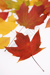 以瀑布色为颜色的叶子照片自然界树木静物植物学树叶图片