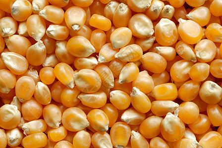 玉米角农业蔬菜种子食物爆米花宏观背景图片