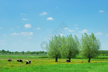 奶牛牧场夏季风景季节性场地植物群天空农业树木奶牛动物乡村场景背景