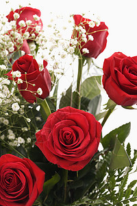 一束红玫瑰花瓣花束静物红色香味玫瑰图片