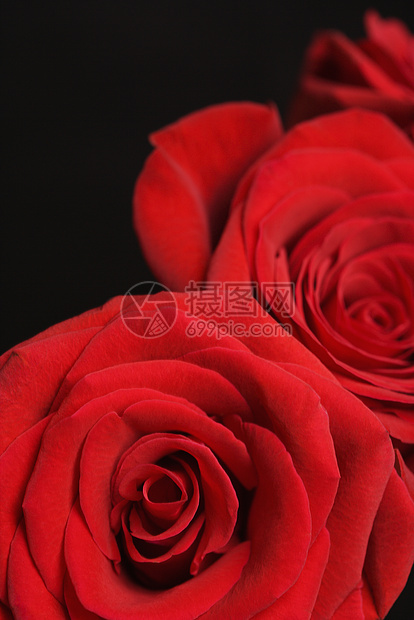红玫瑰在黑色上玫瑰香味花瓣静物红色图片