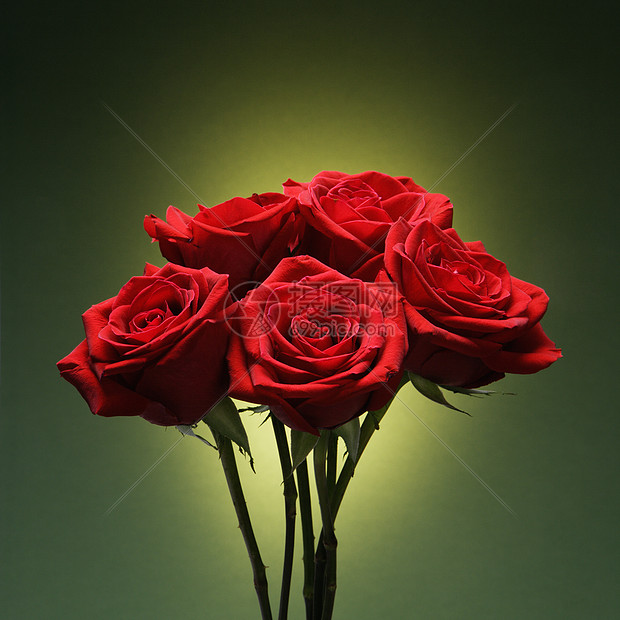 一束红玫瑰背光花瓣香味花束红色玫瑰静物图片