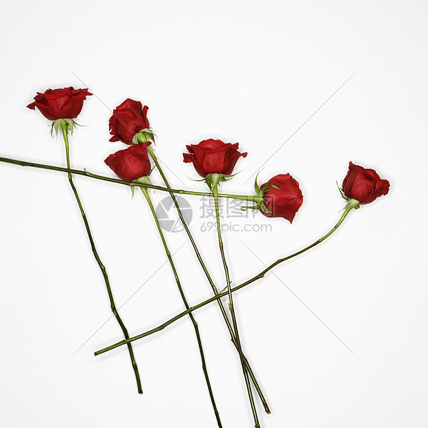 白色的红玫瑰玫瑰红色静物花瓣香味物体图片
