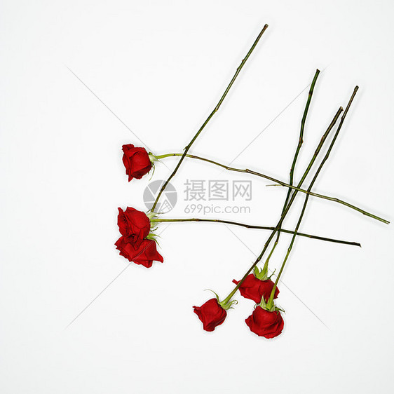 白色的红玫瑰香味玫瑰物体静物花瓣红色图片