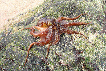 章鱼石八角海洋生物海滩章鱼野生动物紫色海洋动物背景