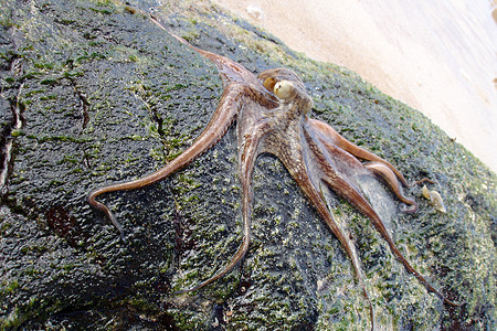 八角海洋动物野生动物海洋生物海滩紫色章鱼图片