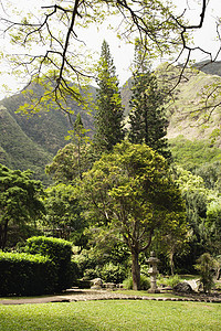 公园里的亚洲花园绿色风景旅游雕像环境图片