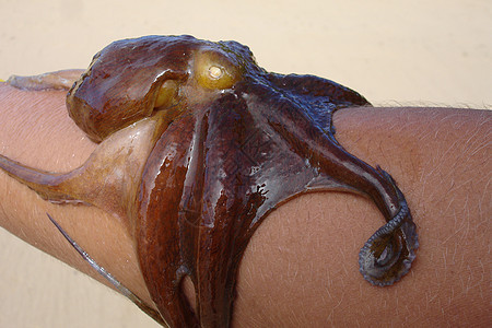 八角动物海滩野生动物章鱼紫色海洋生物海洋图片