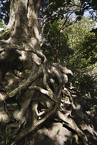 排列的树根公园环境分支机构生长图片
