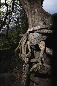 排列的树根分支机构环境公园生长图片