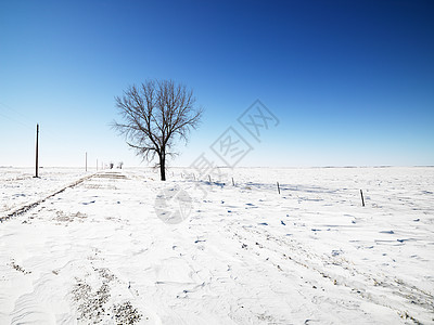 在雪中树图片