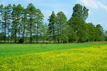 春季风景黄色地平线绿色场地牧场天空草地农村多云场景图片