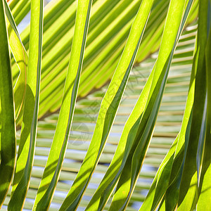 棕榈花棕榈热带阴影正方形植被绿色叶子植物图片