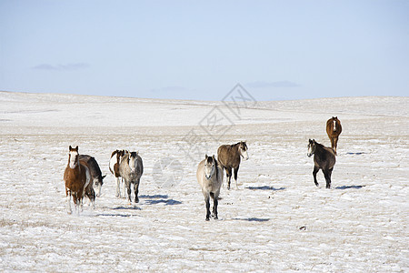 马在雪中场地照片水平牧场动物乡村小组图片