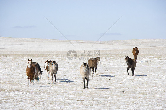 马在雪中场地照片水平牧场动物乡村小组图片